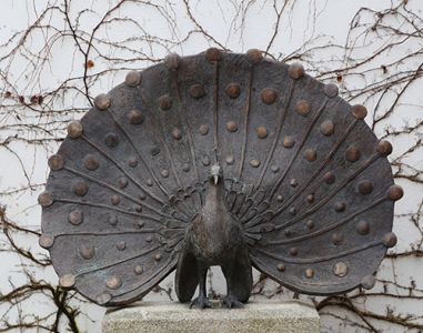 Pfau.JPG