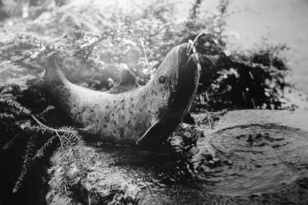 WKN_1950_010.jpg